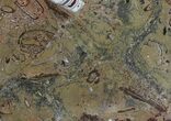 / Fossil Orthoceras & Goniatite Plate - Stoneware #58575-1